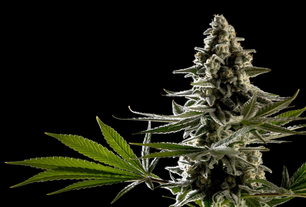 Melonade-K feminised cannabis seeds by Kannabia for indoor and outdoor